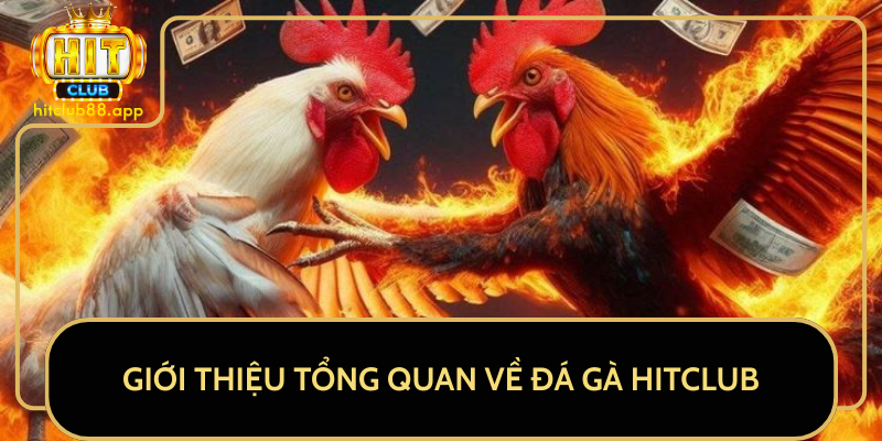 Giới Thiệu Tổng Quan Về Đá Gà HitClub