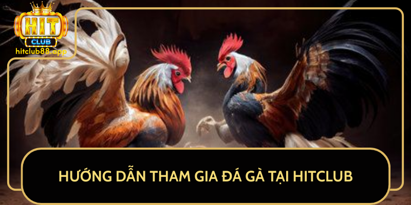 Hướng Dẫn Tham Gia Đá Gà Tại HitClub